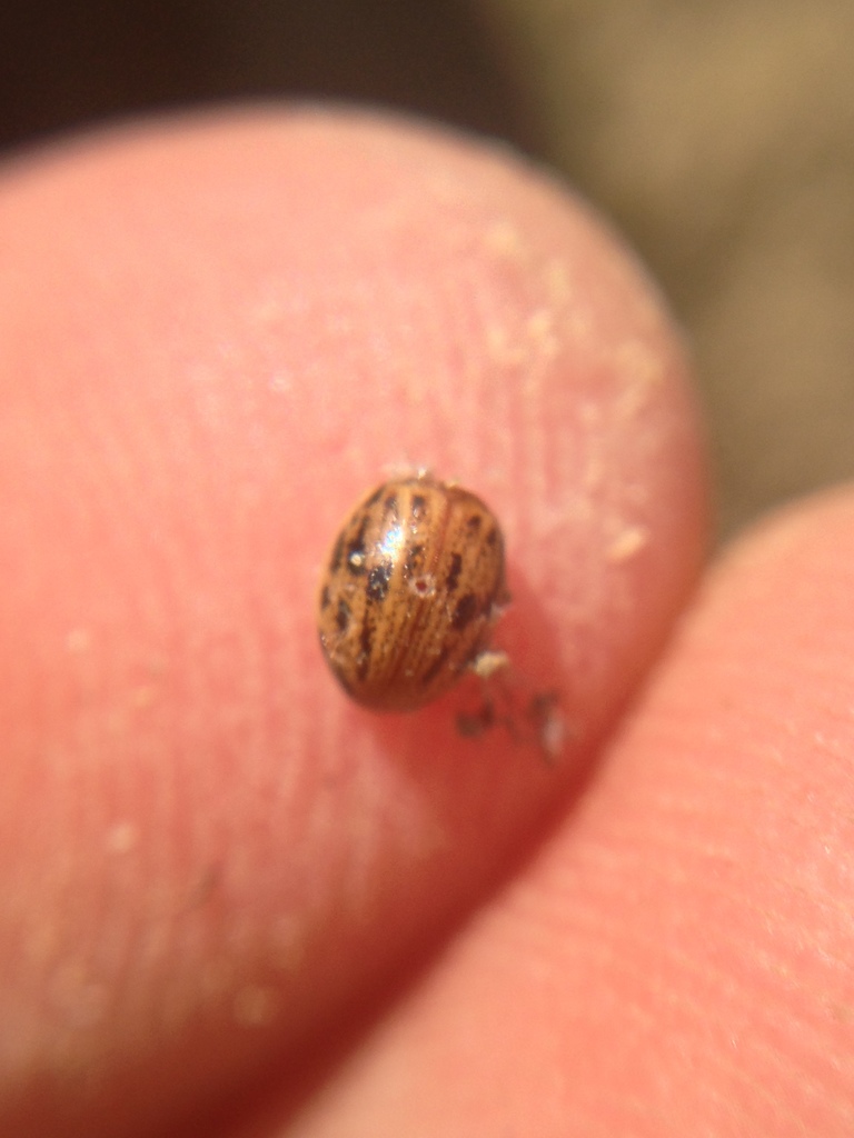 Henicotherus