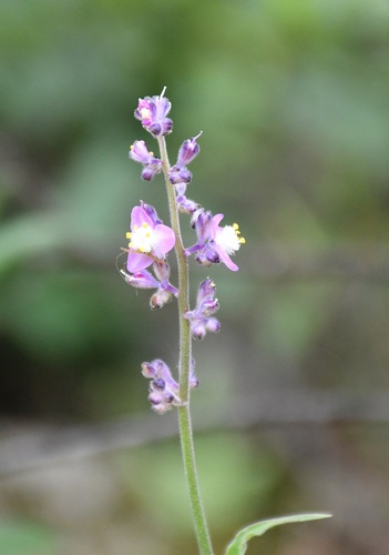 Thyrsanthemum floribundum, photograph 3