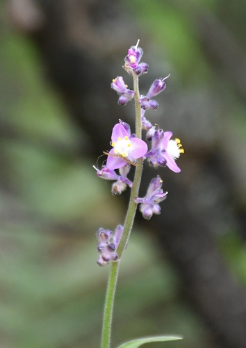Thyrsanthemum floribundum, photograph 4