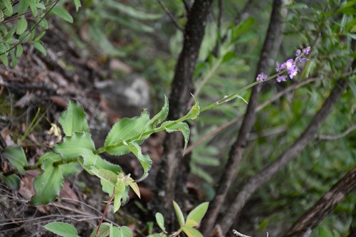 Thyrsanthemum floribundum