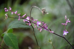 Thyrsanthemum floribundum, photograph (c) Neptalí Ramírez Marcial, some rights reserved (CC BY)