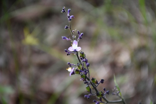 Thyrsanthemum floribundum, photograph 2
