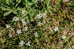 Sabulina nuttallii