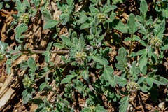 Phacelia hydrophylloides