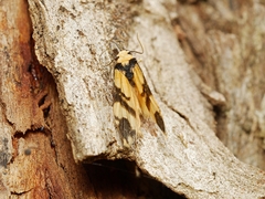 Thallarcha chrysochares
