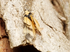 Thallarcha chrysochares