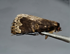 Mormoscopa sordescens