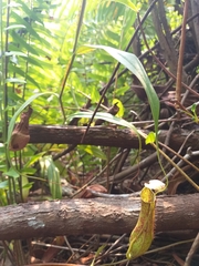 Nepenthes gracilis
