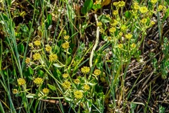 Eriogonum marifolium