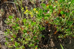 Eriogonum marifolium