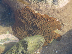 Acanthastrea