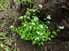 Myosotis pansa pansa