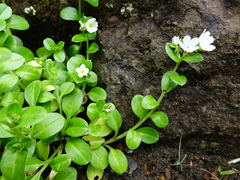 Myosotis pansa pansa