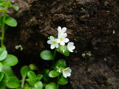 Myosotis pansa pansa