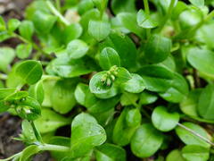 Myosotis pansa pansa