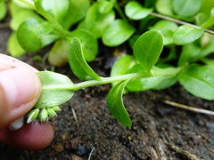 Myosotis pansa pansa