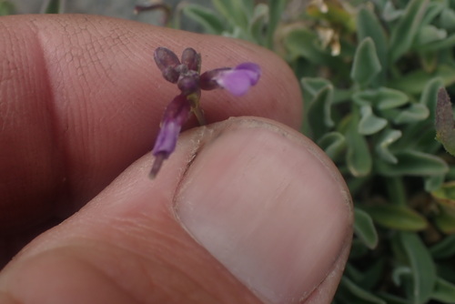 spreadingpod rockcress (Boechera divaricarpa)