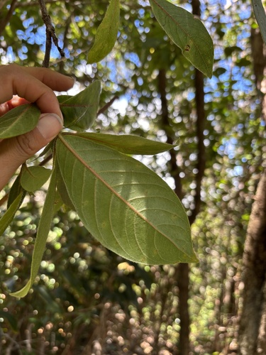 Bobea brevipes, 2025-08-14