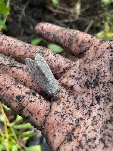 Polystoechotes punctata