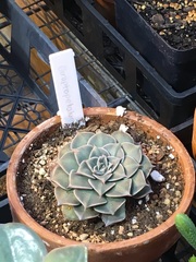 Graptopetalum