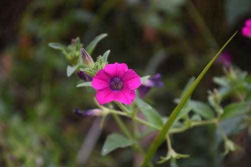 Petunia interior