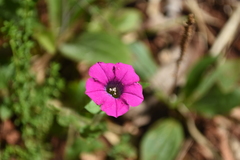 Petunia scheideana