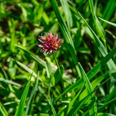 Trifolium wormskioldii