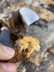 Chrysomphalina chrysophylla