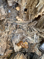 Chrysomphalina chrysophylla