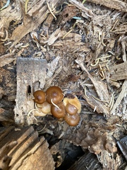 Chrysomphalina chrysophylla