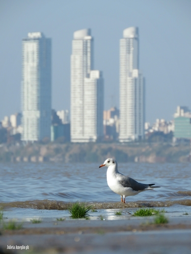 Gray-hooded Gull｜灰头鸥 参考照片