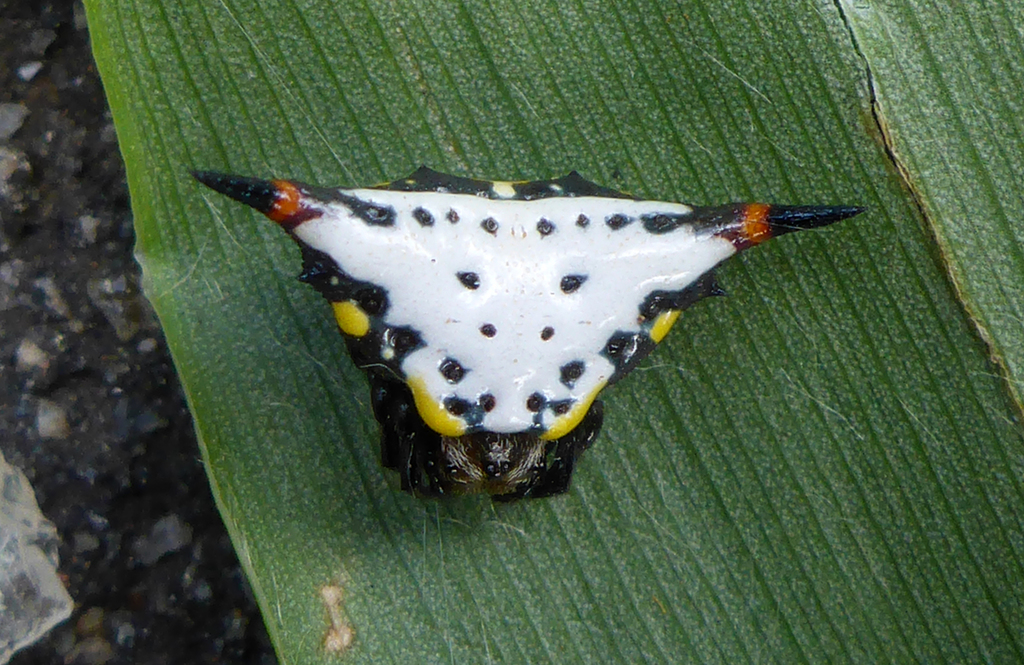 Acrosomoides acrosomoides