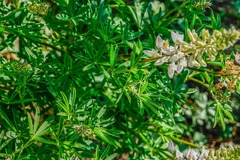 Lupinus angustifolius