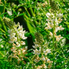 Lupinus angustifolius