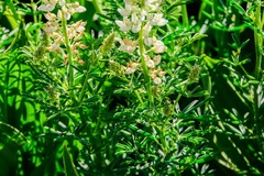 Lupinus angustifolius