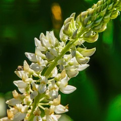 Lupinus angustifolius
