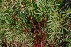Lupinus angustifolius