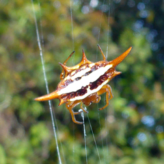 Gasteracantha versicolor