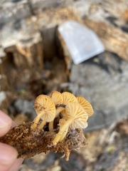 Chrysomphalina chrysophylla