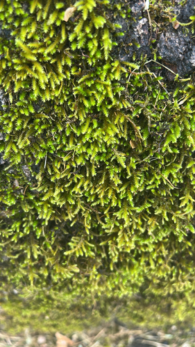 California antitrichia moss (Antitrichia californica)