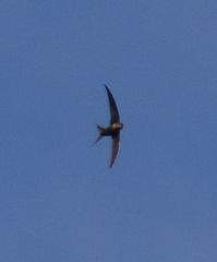 Cypsiurus gracilis