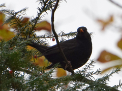Turdus merula