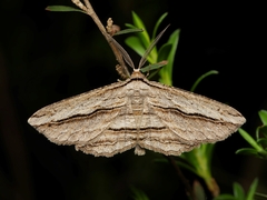 Euphronarcha luxaria