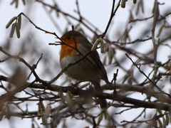 Erithacus rubecula