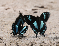 Papilio epiphorbas