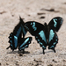 Papilio epiphorbas - Photo (c) Robin Gwen Agarwal, some rights reserved (CC BY-NC), uploaded by Robin Gwen Agarwal