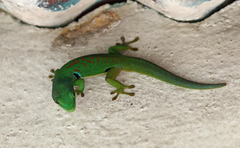 Phelsuma quadriocellata