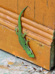 Phelsuma quadriocellata