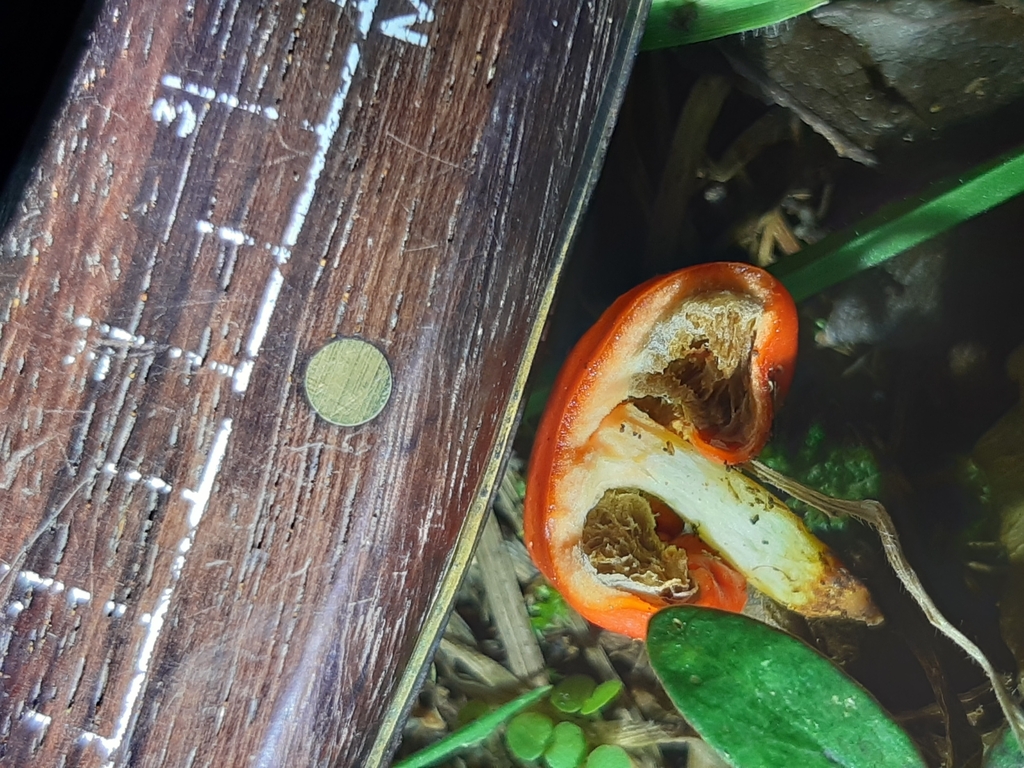 Leratiomyces erythrocephalus · August 2025 · photo: © georgecox (iNaturalist, cc0)