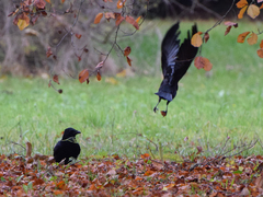 Corvus corone